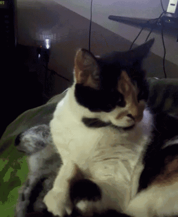 a black and white cat is laying on a bed next to a digital clock that says 8:51