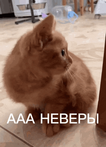 a cat is sitting on the floor with the words aaa hebepbi written on the bottom