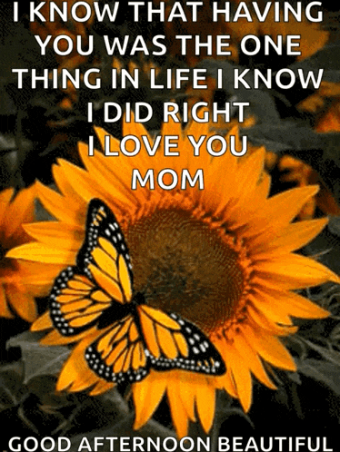 a picture of a sunflower with a butterfly on it with a message that says i know that having you was the one thing