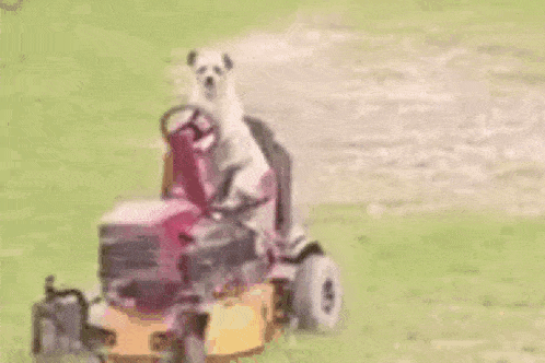 Dawg Lawn Mower GIF - Dawg Lawn Mower Cutting Grass GIFs