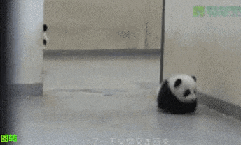 a panda bear and a baby panda bear are walking on the ground .