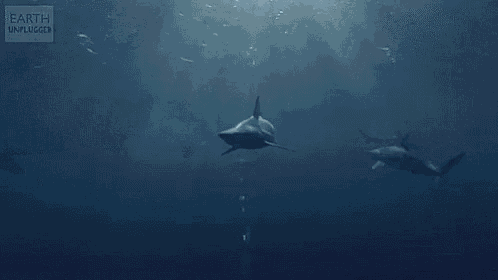 three sharks are swimming in the ocean .
