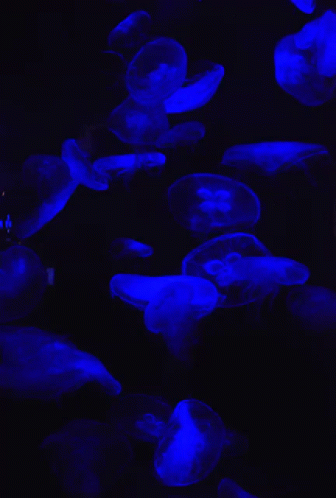 Jellyfish Glowing GIF - Jellyfish Glowing GIFs