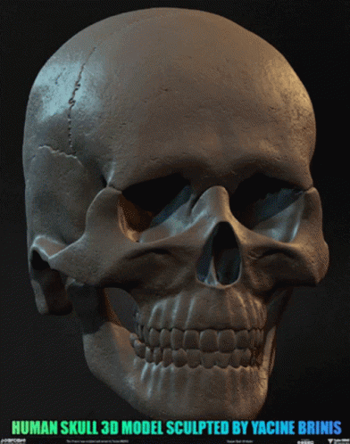 Human Anatomy GIF - Human Anatomy Skull GIFs