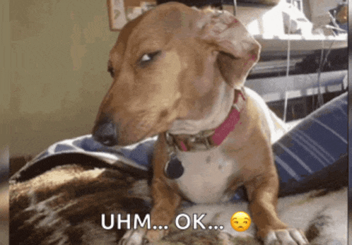 a dog laying on a bed with the words uhm ok written on the bottom