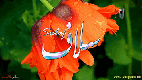 a picture of a flower with the name sulaf written on it