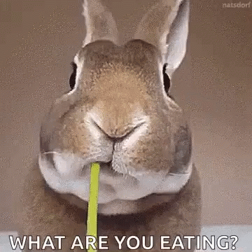 Bunny Eating GIF - Bunny Eating Flower GIFs