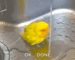 a yellow bird is sitting in a sink with water coming out of it and the words ok done below it .