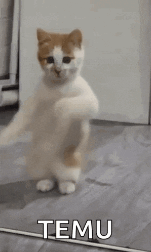 a cat is standing on its hind legs and dancing .