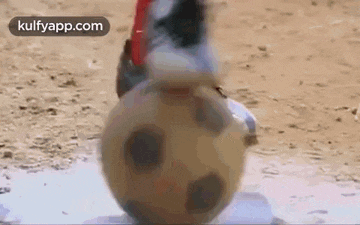 a person is kicking a soccer ball on a field .