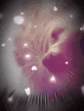 a close up of a cat 's face in a purple background