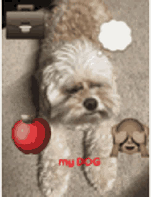 a small dog is laying on the floor next to an apple and a monkey with a thought bubble .