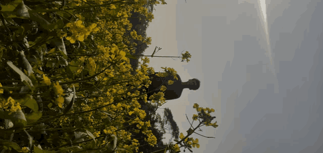 a man in a black shirt is standing in a field of yellow flowers