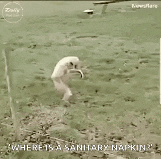 a dog is walking in the grass with a sanitary napkin .