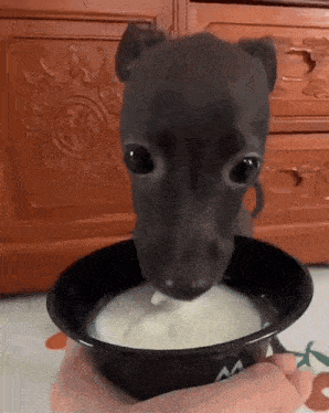 a small black dog is drinking milk from a bowl