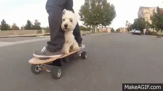 Westie Skateboard GIF - Westie Skateboard Happy GIFs