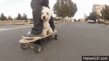 Westie Skateboard GIF
