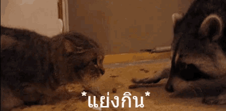 a cat and a raccoon are looking at each other and the raccoon is laying down on the floor