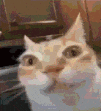 a close up of a cat looking at the camera