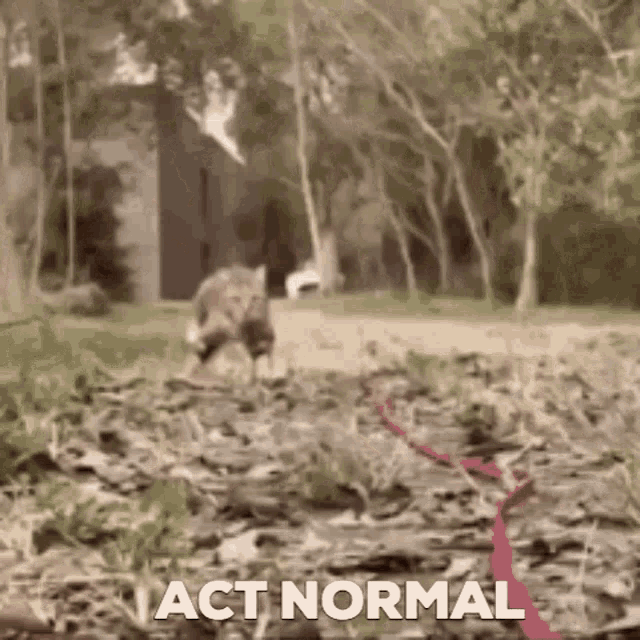 Act Normal Cat Funny GIF - Act Normal Cat Funny Cat Lol GIFs