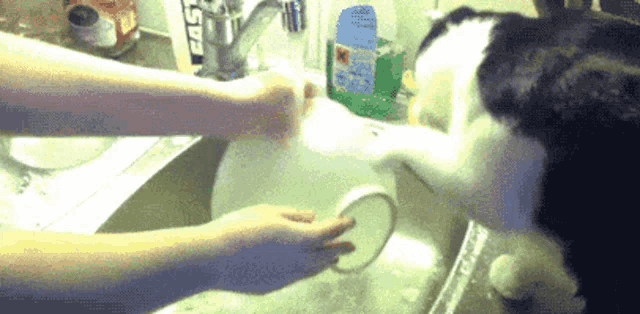 Washing Dishes GIF - Washing Dishes Cat GIFs