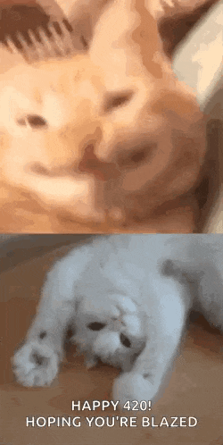 a cat and a dog are laying next to each other on a bed .