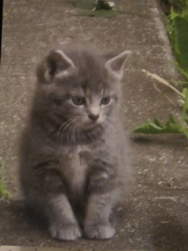 Kitten Gray GIF - Kitten Gray Cute Cat GIFs
