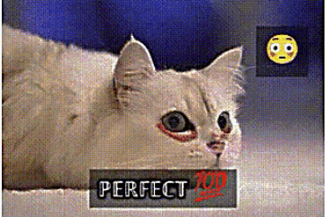 a picture of a cat with a sticker that says perfect on it