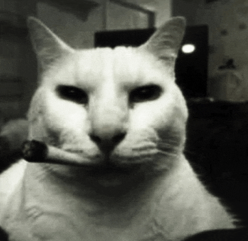 a black and white photo of a white cat smoking a cigarette .