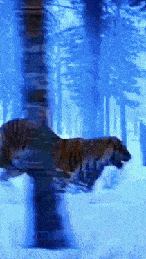 a blurry picture of a tiger in the snow