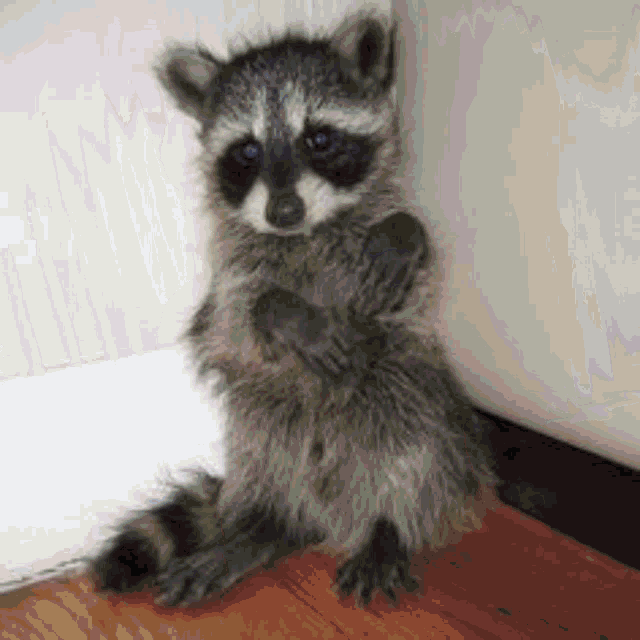 Sunwoo Raccoon GIF - Sunwoo Raccoon Cute GIFs