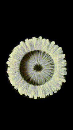 a close up of a white flower with a black background