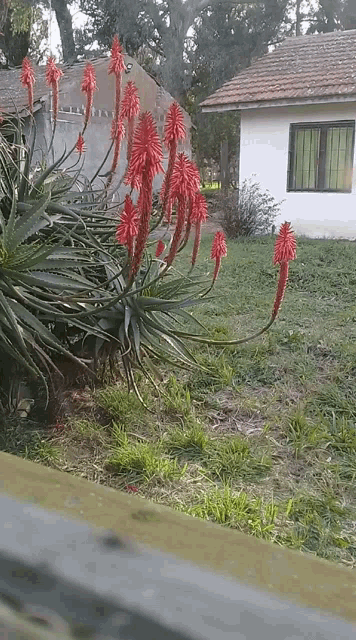 a bunch of red flowers are growing in the grass