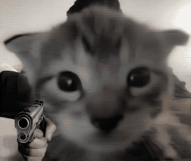 a person is pointing a gun at a cat with a blurry background