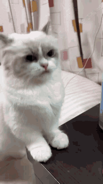 a white cat standing on a table with a bottle of water in the background