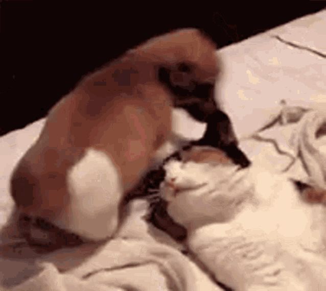 The Little Puppy And The Mummy Cat Playing GIF - The Little Puppy And The Mummy Cat Playing Cute GIFs