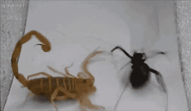 Scorpion Black Widow GIF - Scorpion Black Widow Fighting GIFs