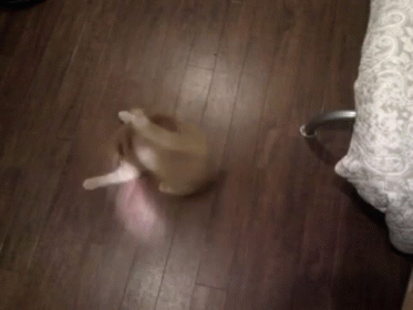 Round And Round We Go GIF - Cats Play Light GIFs