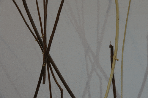 a bunch of sticks are against a white background