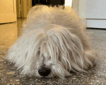a fluffy white dog is laying down on a tiled floor