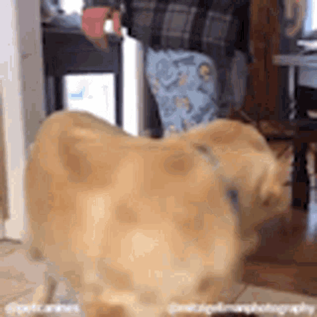 Dog Restrain GIF - Dog Restrain Golden Retriever GIFs