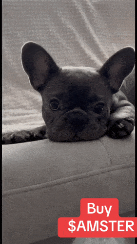a french bulldog laying on a couch with a red sign that says buy $ amster
