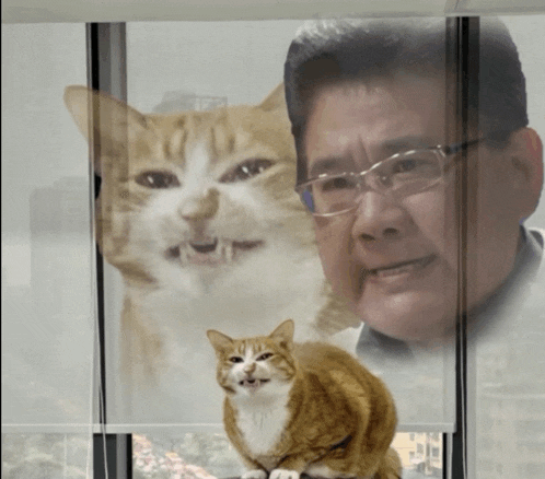 a cat sitting in front of a window with a man in the background