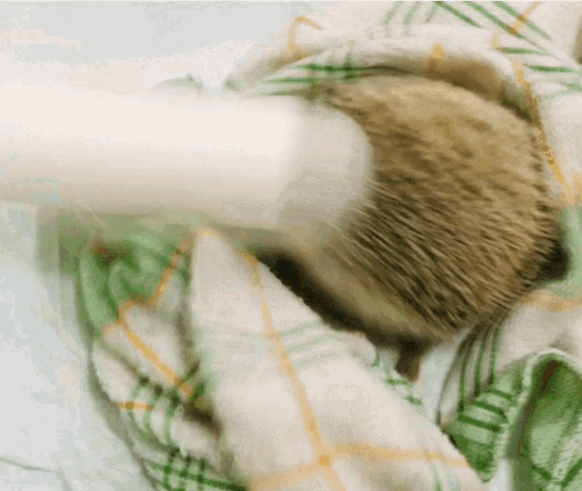 a hedgehog laying on a green and white plaid blanket