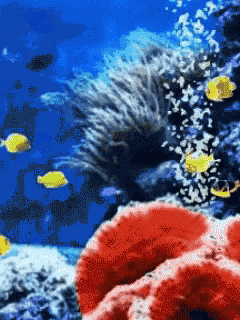 a pixelated picture of a coral reef with fish