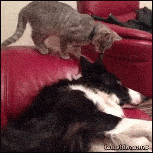 Funny Animals Cat GIF - Funny Animals Cat Dog GIFs