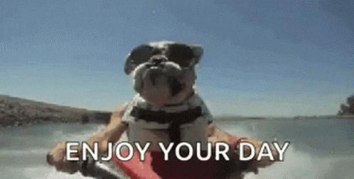 a bulldog wearing sunglasses and a life jacket is riding on a jet ski .