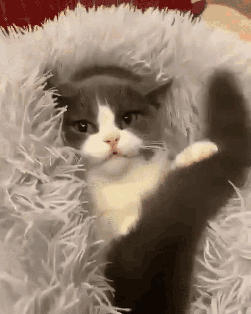 Cat Cute GIF - Cat Cute Peek GIFs
