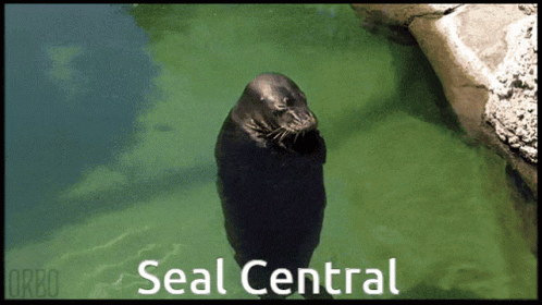 Seal Central Seal Spin GIF - Seal Central Seal Seal Spin GIFs