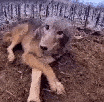 a dog is laying on the ground in a field .